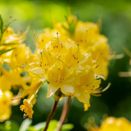 May Focus Walk: Rhododendron Glen