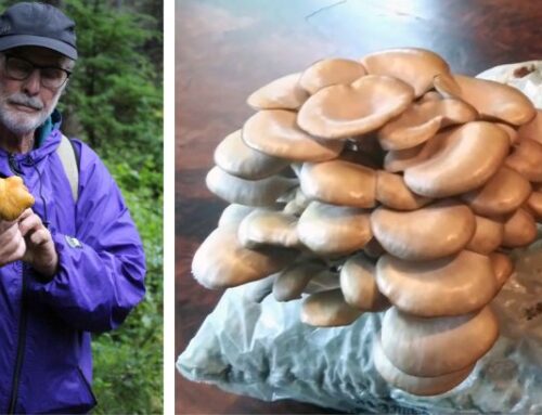 Grow Gourmet Mushrooms at Home