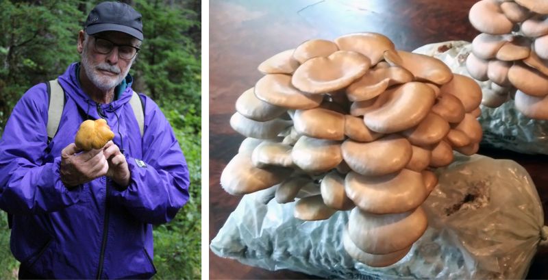 Mushroom Class