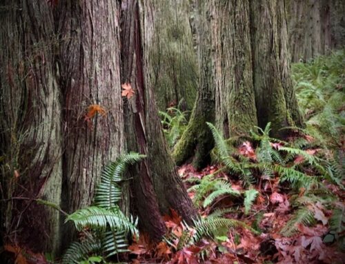 February Speakers:  Scott Freeman and Cody Wayland from the Jefferson Timber Cooperative